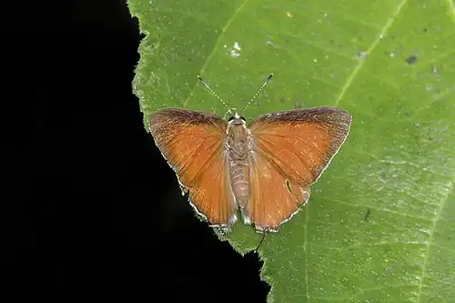 Dorsal view