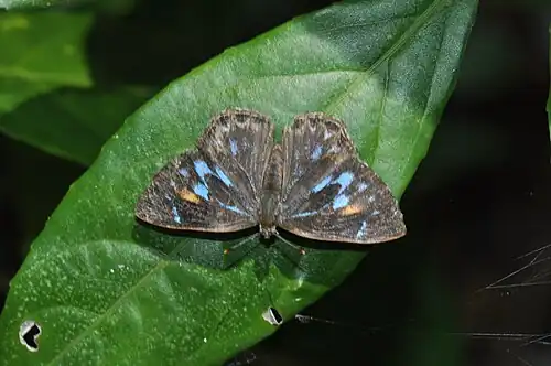 Dorsal view (female)