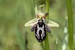 The Ophrys cretica orchid