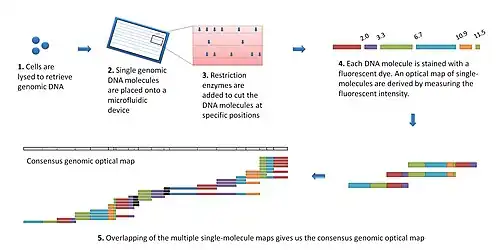 The optical mapping workflow