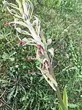 Lizard orchid