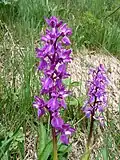 Early-purple orchid, Basse-sur-le-Rupt.