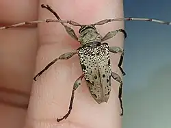 Oreodera aerumnosa, Brazil