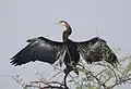 Oriental darter
