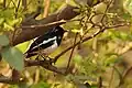 Oriental magpie robin