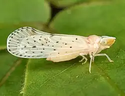 Otiocerus abbotii (tribe Otiocerini)