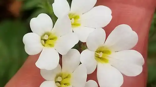 Close-up of flowers