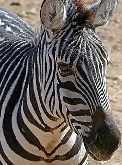 Zebra