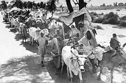 Rural Sikhs in a long oxcart train headed towards India. 1947.
