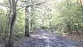 Path in Oxleas Wood