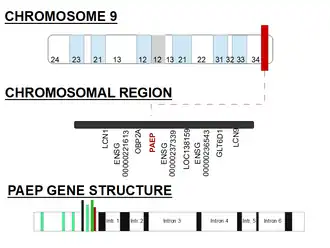 PAEP gene structure