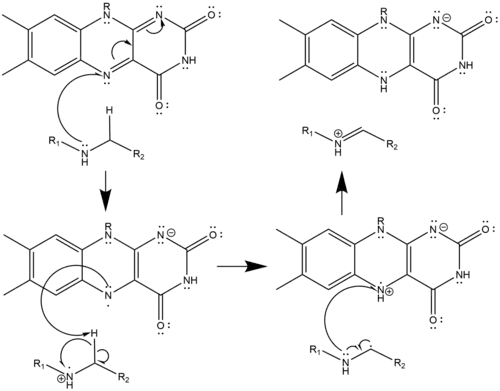 Radical Mechanism of Polyamine Oxidation