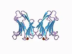 1bkz: CRYSTAL STRUCTURE OF HUMAN GALECTIN-7