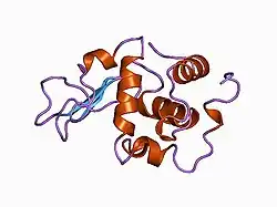 1ckd: T43V MUTANT HUMAN LYSOZYME