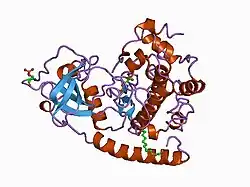 1cmk: CRYSTAL STRUCTURES OF THE MYRISTYLATED CATALYTIC SUBUNIT OF CAMP-DEPENDENT PROTEIN KINASE REVEAL OPEN AND CLOSED CONFORMATIONS
