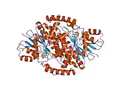1equ: TYPE 1 17-BETA HYDROXYSTEROID DEHYDROGENASE EQUILIN COMPLEXED WITH NADP+