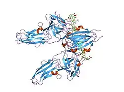 1fq9: CRYSTAL STRUCTURE OF A TERNARY FGF2-FGFR1-HEPARIN COMPLEX