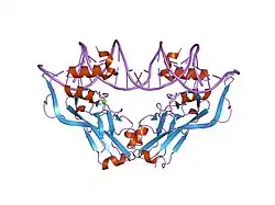 1h6f: HUMAN TBX3, A TRANSCRIPTION FACTOR RESPONSIBLE FOR ULNAR-MAMMARY SYNDROME , BOUND TO A PALINDROMIC DNA SITE