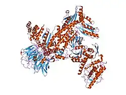 1k8k: Crystal Structure of Arp2/3 Complex