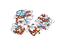 1nqi: crystal structure of lactose synthase, a 1:1 complex between beta1,4-galactosyltransferase and alpha-lactalbumin in the presence of GlcNAc