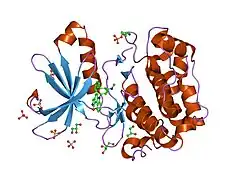 1oky: STRUCTURE OF HUMAN PDK1 KINASE DOMAIN IN COMPLEX WITH STAUROSPORINE