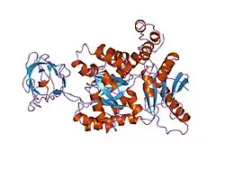 1pkm: THE REFINED THREE-DIMENSIONAL STRUCTURE OF CAT MUSCLE (M1) PYRUVATE KINASE, AT A RESOLUTION OF 2.6 ANGSTROMS