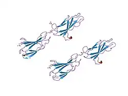 1qg3: CRYSTAL STRUCTURE OF A TANDEM PAIR OF FIBRONECTIN TYPE III DOMAINS FROM THE CYTOPLASMIC TAIL OF INTEGRIN ALPHA6 BETA4
