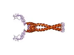 1r05: Solution Structure of Max B-HLH-LZ