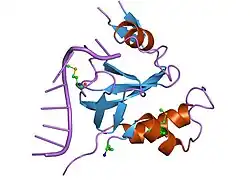 1si3: Crystal structure of the PAZ domain of human eIF2c1 in complex with a 9-mer siRNA-like duplex