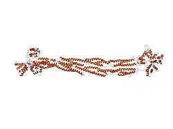 1sjj: Cryo-EM Structure of Chicken Gizzard Smooth Muscle alpha-Actinin