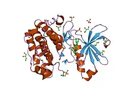 1uu3: STRUCTURE OF HUMAN PDK1 KINASE DOMAIN IN COMPLEX WITH LY333531