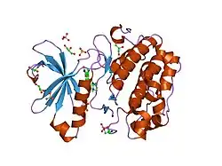 1uu7: STRUCTURE OF HUMAN PDK1 KINASE DOMAIN IN COMPLEX WITH BIM-2