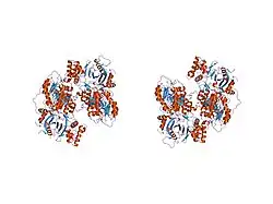 1vg9: The crystal structures of the REP-1 protein in complex with C-terminally truncated Rab7 protein