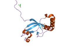 1xw3: Crystal Structure of Human Sulfiredoxin (Srx)