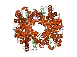 1xz7: T-to-THigh Quaternary Transitions in Human Hemoglobin: alphaR92A deoxy low-salt