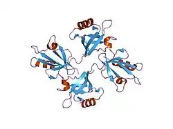 1ybo: Crystal structure of the PDZ tandem of human syntenin with syndecan peptide