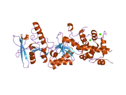 1yru: Crystal Structure analysis of the adenylyl cyclaes catalytic domain of adenylyl cyclase toxin of Bordetella pertussis in presence of c-terminal calmodulin and 1mM calcium chloride
