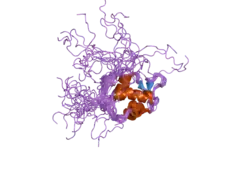 1z1m: NMR structure of unliganded MDM2