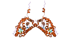 2aa6: Mineralocorticoid Receptor S810L Mutant with Bound Progesterone