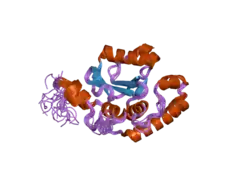 2aga: De-ubiquitinating function of ataxin-3: insights from the solution structure of the Josephin domain