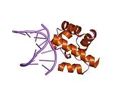 2bzf: STRUCTURAL BASIS FOR DNA BRIDGING BY BARRIER-TO-AUTOINTEGRATION FACTOR (BAF)