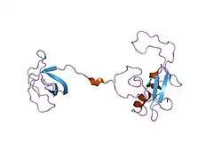 2eyy: CT10-Regulated Kinase isoform I