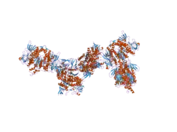 2f5z: Crystal Structure of Human Dihydrolipoamide Dehydrogenase (E3) Complexed to the E3-Binding Domain of Human E3-Binding Protein