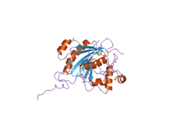 2fyb: Crystal structure of the catalytic domain of the human beta1,4-galactosyltransferase mutant M339H in complex with Mn and UDP-galactose in open conformation