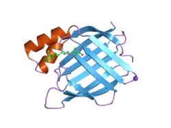 2g78: Crystal Structure of the R132K:Y134F Mutant of Cellular Retinoic Acid Binding Protein Type II in Complex with All-Trans-Retinoic Acid at 1.70 Angstroms Resolution