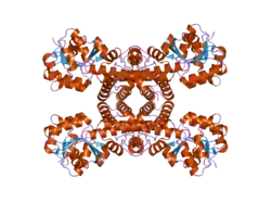 2gf2: Crystal structure of human hydroxyisobutyrate dehydrogenase