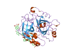 2h9t: Crystal structure of human alpha-thrombin in complex with suramin