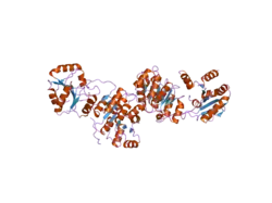 2j0u: THE CRYSTAL STRUCTURE OF EIF4AIII-BARENTSZ COMPLEX AT 3.0 A RESOLUTION