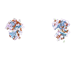 2j3o: L-FICOLIN COMPLEXED TO N-ACETYL-D-GLUCOSAMIN