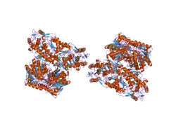 2onn: Arg475Gln Mutant of Human Mitochondrial Aldehyde Dehydrogenase, Apo form